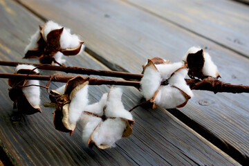 Cotton branch on the deck