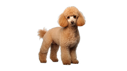 Apricot Poodle Dog isolated on a transparent background
