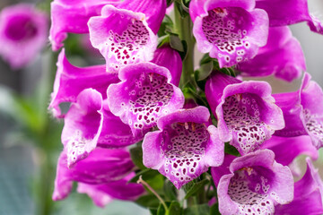 Flowers and plants in a nursery  © Allison