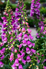 Fototapeta premium Flowers and plants in a nursery 