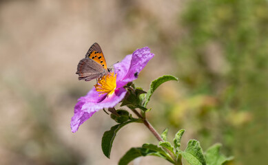 Spotted Copperhead butterfly, (Lycaena phlaeas) feeding on Spruce (Cistus Creticus) plant.