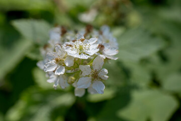 Blackberry flower (Rubus canescens) with white flowers