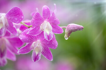 Purple pink orchids (Dendrobium) with rain drops on the flowers, Rainy season.