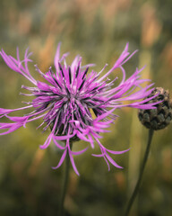 Fototapeta premium Purple wildflowers in the grass
