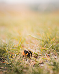 A bumble bee in a field looking for flowers