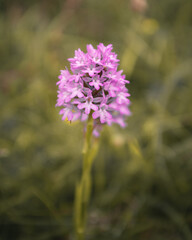 Fototapeta premium A pink wild flower in the grass