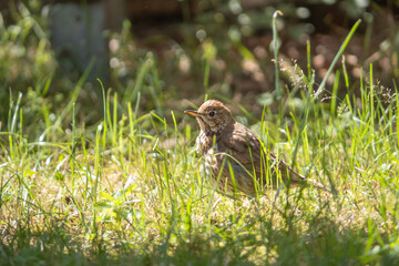 Singdrossel in strahlendem Sonnenschein im hohen Gras