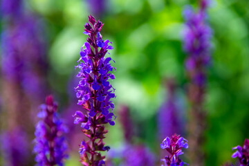 Fototapeta premium purple lavender flower field under the sun inside garden