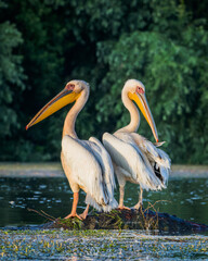 pelican on a rock