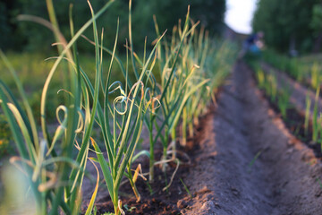 Curly, green garlic plants in a furrows in garden with unrecognisable man afar