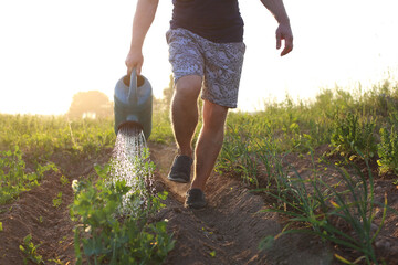 A man watering garden with furrows in a dry, hot, sunny summer evening.