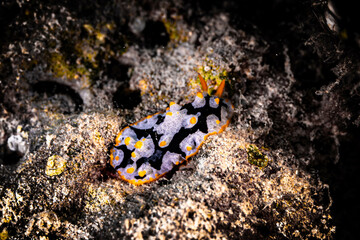 Unterwasserzauber: Begegnung mit der exotischen Pracht von Phyllidia varicosa im Riff des Roten Meeres