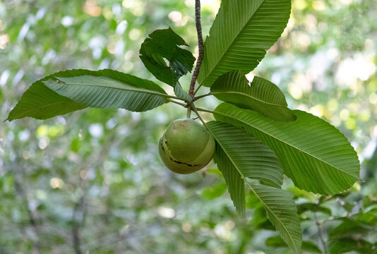 Photograph of a beautiful elephant apple tree of the Dilleniaceae family.