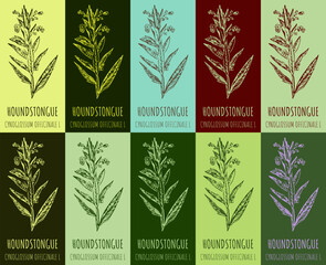 Set of vector drawing of HOUNDSTONGUE in various colors. Hand drawn illustration. Latin name CYNOGLOSSUM OFFICINALE L.
