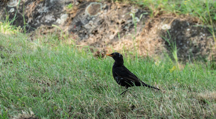 A thrush standing on the lawn is looking for a live meal in wait