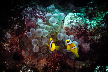 Fototapeta na wymiar Das Leben im Riff: Ein Dreiband-Anemonenfisch zeigt seine faszinierende Unterwasserwelt im Roten Meer