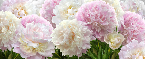 A bush of luxury light large pink and yellow-white peonies