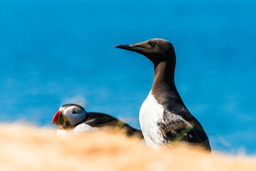 Guillemot, Uria Aalge in Habitat