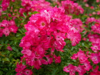 Czerwone kwiaty. © Janusz Lipiński