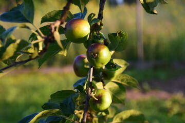 Dojrzewające jabłka na gałęzi 