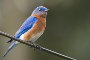 bluebird perched on wire
