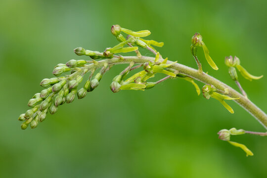 Close up of a common twayblade (neottia ovata) orchid