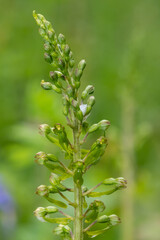Close up of a common twayblade (neottia ovata) orchid