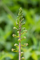 Close up of a common twayblade (neottia ovata) orchid