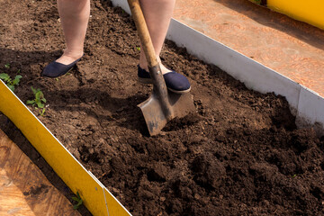 female worker digs soil with shovel in the vegetable and fruit garden, closeup. senior adult...