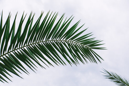 green palm leaves pattern, leaf closeup isolated against blue sky with clouds. coconut palm tree brances at tropical coast, summer beach background. travel, tourism or vacation concept, lifestyle