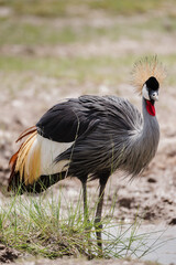 Fototapeta premium african crowned crane 