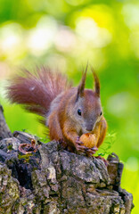 Naklejka na ściany i meble Wild nature. Red squirrel eats a nut. Vertical image.