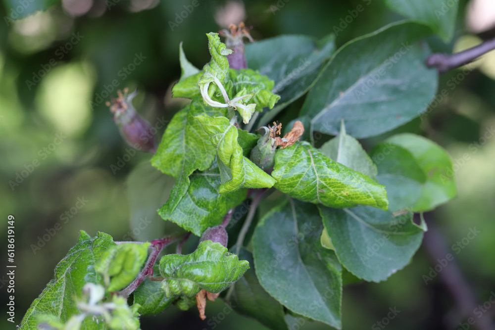 Poster rosy apple aphid (dysaphis plantaginea) on the underside of a curled apple leaf. typically curled, d