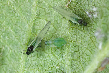  Rosy apple aphid (Dysaphis plantaginea) on the underside of a curled apple leaf. A colony of...