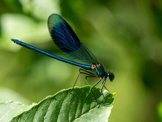 Dragonfly Calopteryx Virgo