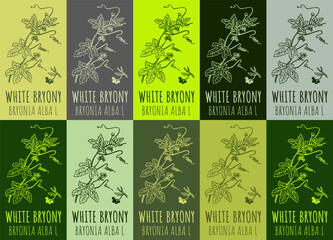 Set of vector drawing of WHITE BRYONY  in various colors. Hand drawn illustration. Latin name BRYONIA ALBA L.
