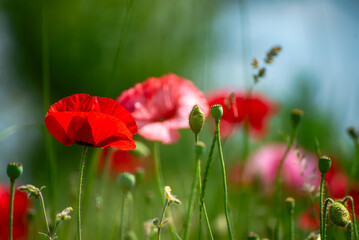 Naklejka premium Red spring poppy