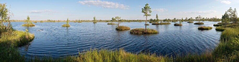 Sphagnum bog Yelnya in Belarus