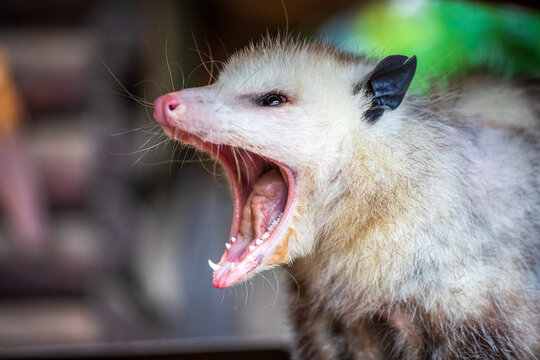 Portrait of yawning Virginia opossum