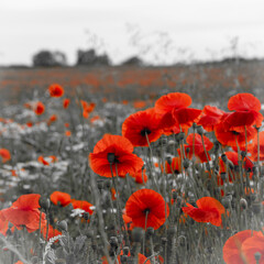 Red poppies on desaturated grey background