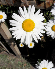 Fototapeta premium three buds of large white daisies . top view nature garden