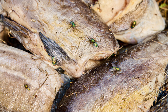 Flies sit on rotten fish meat. High quality photo