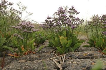 a beautiful sea lavender plant with  purple flowers closeup at the coast in a salt marsh