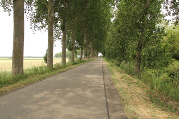 a country road with a beautiful lane of trees with green leaves in summer in holland