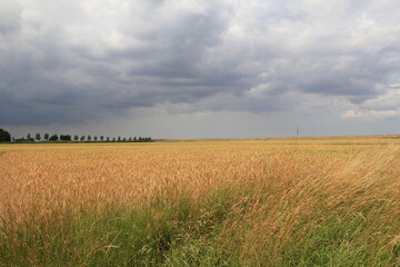 a large wheat field in the dutch countryside in summer and a dark sky with big rain clouds in the background