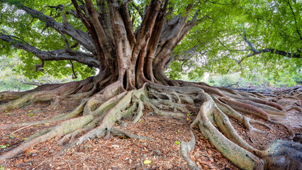 An old fig tree on Macquarie Road on edge of public Royal Botanic Gardens, Sydney, Australia.
