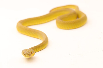 Yellow Sunda Island white lipped pitviper snake Trimeresurus insularis wetar isolated on white background
