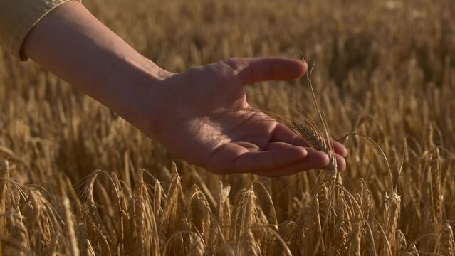 woman farmer in shirt touching spikelets in wheat field, close up view