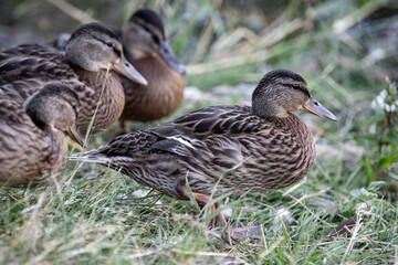 Mallard duck sitting in the grass.