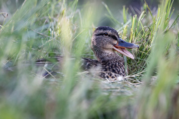 Mallard duck sitting in the grass.